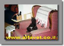 שוורצי יופה שוורצי יופה